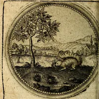 Picture 187 of 398 from Joachimi Camerarii Symbolorum et emblematum, centuriae quatuor .. (1668), leaf 385