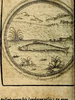 Picture 324 of 398 from Joachimi Camerarii Symbolorum et emblematum, centuriae quatuor .. (1668), leaf 675