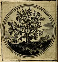 An illustration from Joachimi Camerarii Symbolorum et emblematum, centuriae quatuor .. (1668)