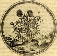 An illustration from Joachimi Camerarii Symbolorvm et emblematvm centvriæ tres. I. Ex herbis & stirpibus. II. Ex animalibus quadrupedibus. III. Ex volatilibus & insectis. Accessit noviter centvria IV. Ex aquatilibus & reptilibus. Cvm figvris æneis (1605)