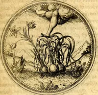 An illustration from Joachimi Camerarii Symbolorvm et emblematvm centvriæ tres. I. Ex herbis & stirpibus. II. Ex animalibus quadrupedibus. III. Ex volatilibus & insectis. Accessit noviter centvria IV. Ex aquatilibus & reptilibus. Cvm figvris æneis (1605)