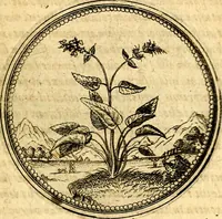 An illustration from Joachimi Camerarii Symbolorvm et emblematvm centvriæ tres. I. Ex herbis & stirpibus. II. Ex animalibus quadrupedibus. III. Ex volatilibus & insectis. Accessit noviter centvria IV. Ex aquatilibus & reptilibus. Cvm figvris æneis (1605)