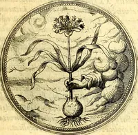 Picture 124 of 302 from Joachimi Camerarii Symbolorvm et emblematvm centvriæ tres. I. Ex herbis & stirpibus. II. Ex animalibus quadrupedibus. III. Ex volatilibus & insectis. Accessit noviter centvria IV. Ex aquatilibus & reptilibus. Cvm figvris æneis (1605), leaf 166