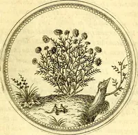 An illustration from Joachimi Camerarii Symbolorvm et emblematvm centvriæ tres. I. Ex herbis & stirpibus. II. Ex animalibus quadrupedibus. III. Ex volatilibus & insectis. Accessit noviter centvria IV. Ex aquatilibus & reptilibus. Cvm figvris æneis (1605)