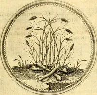 Picture 154 of 302 from Joachimi Camerarii Symbolorvm et emblematvm centvriæ tres. I. Ex herbis & stirpibus. II. Ex animalibus quadrupedibus. III. Ex volatilibus & insectis. Accessit noviter centvria IV. Ex aquatilibus & reptilibus. Cvm figvris æneis (1605), leaf 204