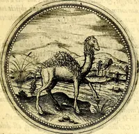Picture 180 of 302 from Joachimi Camerarii Symbolorvm et emblematvm centvriæ tres. I. Ex herbis & stirpibus. II. Ex animalibus quadrupedibus. III. Ex volatilibus & insectis. Accessit noviter centvria IV. Ex aquatilibus & reptilibus. Cvm figvris æneis (1605), leaf 238