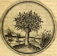 Picture 19 of 302 from Joachimi Camerarii Symbolorvm et emblematvm centvriæ tres. I. Ex herbis & stirpibus. II. Ex animalibus quadrupedibus. III. Ex volatilibus & insectis. Accessit noviter centvria IV. Ex aquatilibus & reptilibus. Cvm figvris æneis (1605), leaf 26