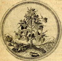 Picture 66 of 302 from Joachimi Camerarii Symbolorvm et emblematvm centvriæ tres. I. Ex herbis & stirpibus. II. Ex animalibus quadrupedibus. III. Ex volatilibus & insectis. Accessit noviter centvria IV. Ex aquatilibus & reptilibus. Cvm figvris æneis (1605), leaf 84