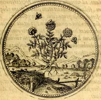 An illustration from Joachimi Camerarii Symbolorvm et emblematvm centvriæ tres. I. Ex herbis & stirpibus. II. Ex animalibus quadrupedibus. III. Ex volatilibus & insectis. Accessit noviter centvria IV. Ex aquatilibus & reptilibus. Cvm figvris æneis (1605)