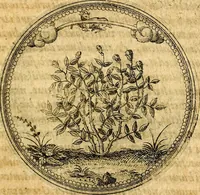 An illustration from Joachimi Camerarii Symbolorvm et emblematvm centvriæ tres. I. Ex herbis & stirpibus. II. Ex animalibus quadrupedibus. III. Ex volatilibus & insectis. Accessit noviter centvria IV. Ex aquatilibus & reptilibus. Cvm figvris æneis (1605)