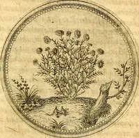 Picture 139 of 591 from Joachimi Camerarii Symbolorvm et emblematvm centvriæ tres. I. Ex herbis & stirpibus. II. Ex animalibus quadrupedibus. III. Ex volatilibus & insectis. Accessit noviter centvria IV. Ex aquatilibus & reptilibus. Cvm figvris æneis (1605), leaf 182