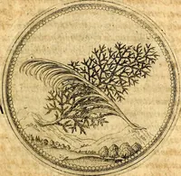 Picture 41 of 591 from Joachimi Camerarii Symbolorvm et emblematvm centvriæ tres. I. Ex herbis & stirpibus. II. Ex animalibus quadrupedibus. III. Ex volatilibus & insectis. Accessit noviter centvria IV. Ex aquatilibus & reptilibus. Cvm figvris æneis (1605), leaf 62