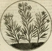 An illustration from Joannes de Boria Moralische Sinn-Bilder (1698)