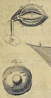 An illustration from Joannis Baptistae Morgagni Foroliviensis ... Adversaria anatomica omnia : novis pluribus aereis tabulis, & universali accuratissimo indice ornata : opus nunc vere absolutum, inventis, & innumeris observationibus, ac monitis refertum, quibus universa humani corporis anatome, & subinde etiam quae ab hac pendent, res medica, & chirurgica admodum illustrantur .. (1741)