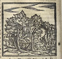 Picture 7 of 37 from Joannis Pierii Valeriani Bellunensis Hieroglyphica, sive, De sacris Aegyptiorum aliarumque gentium literis, commentariorum libri LVIII, duobus aliis ab eruditissimo viro annexis. Accesserunt loco auctarii, Hieroglyphicorum collectanea, ex veteribus & recentioribus auctoribus descripta, & in sex libros ordine alphabetico digesta; item Horapollinis Hieroglyphicorum libri duo ex postrema Davidis Hoeschelii correctione. Praeterea ejusdem Pierii Declamatiuncula pro barbis sacerdotum; De infelicitate literatorum libri duo; denique Antiquitatum Bellunensium sermones quatuor (1678), leaf 156