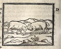 An illustration from Joannis Pierii Valeriani Bellunensis Hieroglyphica, sive, De sacris Aegyptiorum aliarumque gentium literis, commentariorum libri LVIII, duobus aliis ab eruditissimo viro annexis. Accesserunt loco auctarii, Hieroglyphicorum collectanea, ex veteribus & recentioribus auctoribus descripta, & in sex libros ordine alphabetico digesta; item Horapollinis Hieroglyphicorum libri duo ex postrema Davidis Hoeschelii correctione. Praeterea ejusdem Pierii Declamatiuncula pro barbis sacerdotum; De infelicitate literatorum libri duo; denique Antiquitatum Bellunensium sermones quatuor (1678)
