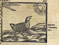 Picture 18 of 37 from Joannis Pierii Valeriani Bellunensis Hieroglyphica, sive, De sacris Aegyptiorum aliarumque gentium literis, commentariorum libri LVIII, duobus aliis ab eruditissimo viro annexis. Accesserunt loco auctarii, Hieroglyphicorum collectanea, ex veteribus & recentioribus auctoribus descripta, & in sex libros ordine alphabetico digesta; item Horapollinis Hieroglyphicorum libri duo ex postrema Davidis Hoeschelii correctione. Praeterea ejusdem Pierii Declamatiuncula pro barbis sacerdotum; De infelicitate literatorum libri duo; denique Antiquitatum Bellunensium sermones quatuor (1678), leaf 369