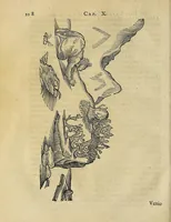 Picture 6 of 17 from Joannis Schefferi Argentoratensis Lapponia, id est, Regionis Lapponum et gentis nova et verissima descriptio : in qua multa de origine, superstitione, sacris magicis, victu, cultu, negotiis Lapponum, item animalium, metallorumque indole, quae in terris eorum proveniunt, hactenus incognita produntur, & eiconibus adjectis cum cura illustrantur (1673), leaf 132