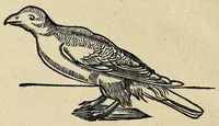 Picture 15 of 17 from Joannis Schefferi Argentoratensis Lapponia, id est, Regionis Lapponum et gentis nova et verissima descriptio : in qua multa de origine, superstitione, sacris magicis, victu, cultu, negotiis Lapponum, item animalium, metallorumque indole, quae in terris eorum proveniunt, hactenus incognita produntur, & eiconibus adjectis cum cura illustrantur (1673), leaf 376