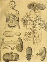 An illustration from Joannis Veslingii, equitus, professoris quondam Patavini, & c., Syntagma anatomicum, commentario atque appendice ex veterum, recentiorum, propriisque, observationibus (1666)