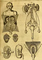 An illustration from Joannis Veslingii, equitus, professoris quondam Patavini, & c., Syntagma anatomicum, commentario atque appendice ex veterum, recentiorum, propriisque, observationibus (1666)