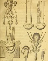An illustration from Joannis Veslingii, equitus, professoris quondam Patavini, & c., Syntagma anatomicum, commentario atque appendice ex veterum, recentiorum, propriisque, observationibus (1666)