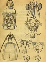 An illustration from Joannis Veslingii, equitus, professoris quondam Patavini, & c., Syntagma anatomicum, commentario atque appendice ex veterum, recentiorum, propriisque, observationibus (1666)