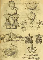 An illustration from Joannis Veslingii, equitus, professoris quondam Patavini, & c., Syntagma anatomicum, commentario atque appendice ex veterum, recentiorum, propriisque, observationibus (1666)