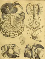 An illustration from Joannis Veslingii, equitus, professoris quondam Patavini, & c., Syntagma anatomicum, commentario atque appendice ex veterum, recentiorum, propriisque, observationibus (1666)