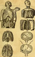 An illustration from Joannis Veslingii, equitus, professoris quondam Patavini, & c., Syntagma anatomicum, commentario atque appendice ex veterum, recentiorum, propriisque, observationibus (1666)