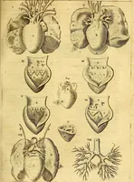 An illustration from Joannis Veslingii, equitus, professoris quondam Patavini, & c., Syntagma anatomicum, commentario atque appendice ex veterum, recentiorum, propriisque, observationibus (1666)