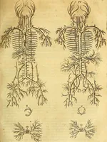 An illustration from Joannis Veslingii, equitus, professoris quondam Patavini, & c., Syntagma anatomicum, commentario atque appendice ex veterum, recentiorum, propriisque, observationibus (1666)