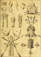 An illustration from Joannis Veslingii, equitus, professoris quondam Patavini, & c., Syntagma anatomicum, commentario atque appendice ex veterum, recentiorum, propriisque, observationibus (1666)