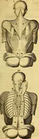 An illustration from Joannis Veslingii, equitus, professoris quondam Patavini, & c., Syntagma anatomicum, commentario atque appendice ex veterum, recentiorum, propriisque, observationibus (1666)