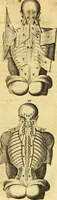 An illustration from Joannis Veslingii, equitus, professoris quondam Patavini, & c., Syntagma anatomicum, commentario atque appendice ex veterum, recentiorum, propriisque, observationibus (1666)