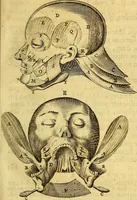 An illustration from Joannis Veslingii, equitus, professoris quondam Patavini, & c., Syntagma anatomicum, commentario atque appendice ex veterum, recentiorum, propriisque, observationibus (1666)