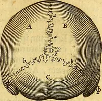 An illustration from Joannis Veslingii, equitus, professoris quondam Patavini, & c., Syntagma anatomicum, commentario atque appendice ex veterum, recentiorum, propriisque, observationibus (1666)