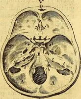 An illustration from Joannis Veslingii, equitus, professoris quondam Patavini, & c., Syntagma anatomicum, commentario atque appendice ex veterum, recentiorum, propriisque, observationibus (1666)