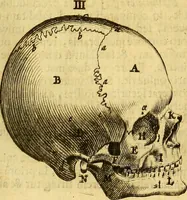 An illustration from Joannis Veslingii, equitus, professoris quondam Patavini, & c., Syntagma anatomicum, commentario atque appendice ex veterum, recentiorum, propriisque, observationibus (1666)