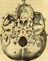 An illustration from Joannis Veslingii, equitus, professoris quondam Patavini, & c., Syntagma anatomicum, commentario atque appendice ex veterum, recentiorum, propriisque, observationibus (1666)