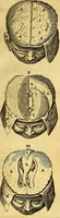 An illustration from Joannis Veslingii, equitus, professoris quondam Patavini, & c., Syntagma anatomicum, commentario atque appendice ex veterum, recentiorum, propriisque, observationibus (1666)