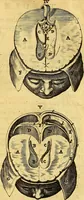 An illustration from Joannis Veslingii, equitus, professoris quondam Patavini, & c., Syntagma anatomicum, commentario atque appendice ex veterum, recentiorum, propriisque, observationibus (1666)