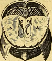 An illustration from Joannis Veslingii, equitus, professoris quondam Patavini, & c., Syntagma anatomicum, commentario atque appendice ex veterum, recentiorum, propriisque, observationibus (1666)