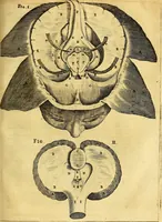 Picture 36 of 80 from Joannis Veslingii, equitus, professoris quondam Patavini, & c., Syntagma anatomicum, commentario atque appendice ex veterum, recentiorum, propriisque, observationibus (1666), leaf 258