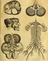 An illustration from Joannis Veslingii, equitus, professoris quondam Patavini, & c., Syntagma anatomicum, commentario atque appendice ex veterum, recentiorum, propriisque, observationibus (1666)