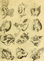 An illustration from Joannis Veslingii, equitus, professoris quondam Patavini, & c., Syntagma anatomicum, commentario atque appendice ex veterum, recentiorum, propriisque, observationibus (1666)
