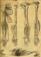 An illustration from Joannis Veslingii, equitus, professoris quondam Patavini, & c., Syntagma anatomicum, commentario atque appendice ex veterum, recentiorum, propriisque, observationibus (1666)