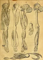 An illustration from Joannis Veslingii, equitus, professoris quondam Patavini, & c., Syntagma anatomicum, commentario atque appendice ex veterum, recentiorum, propriisque, observationibus (1666)