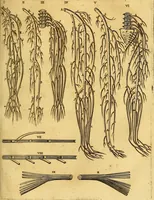 An illustration from Joannis Veslingii, equitus, professoris quondam Patavini, & c., Syntagma anatomicum, commentario atque appendice ex veterum, recentiorum, propriisque, observationibus (1666)