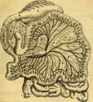 An illustration from Joannis Veslingii, equitus, professoris quondam Patavini, & c., Syntagma anatomicum, commentario atque appendice ex veterum, recentiorum, propriisque, observationibus (1666)